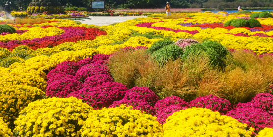 고양꽃박람회 사진