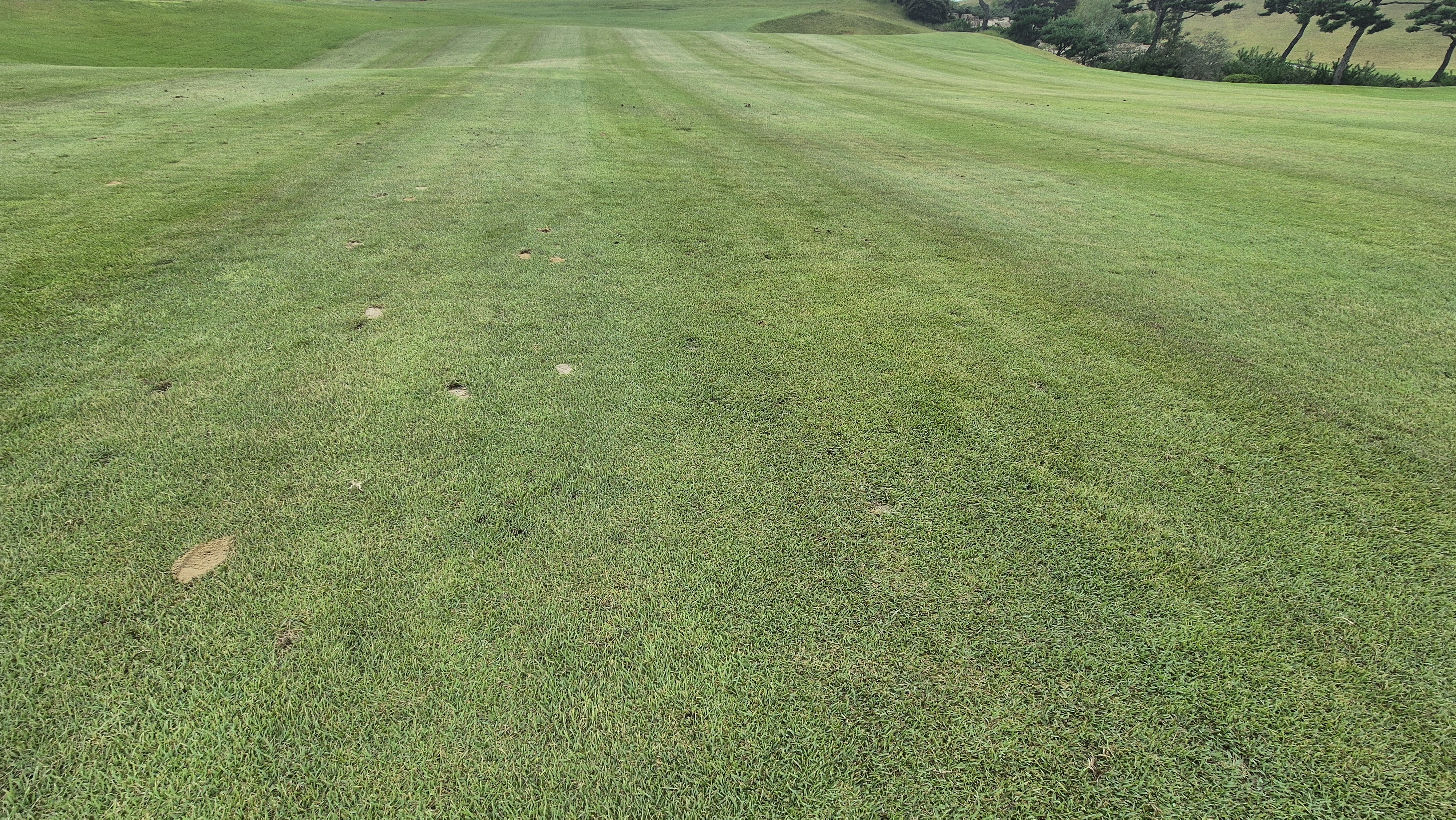 서산수cc 코스 관리 상태