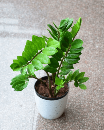 금전수 돈나무 키우기 물주기 가지치기