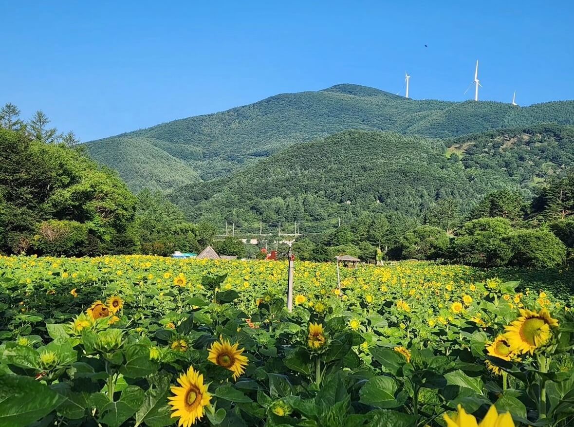 태백 해바라기축제