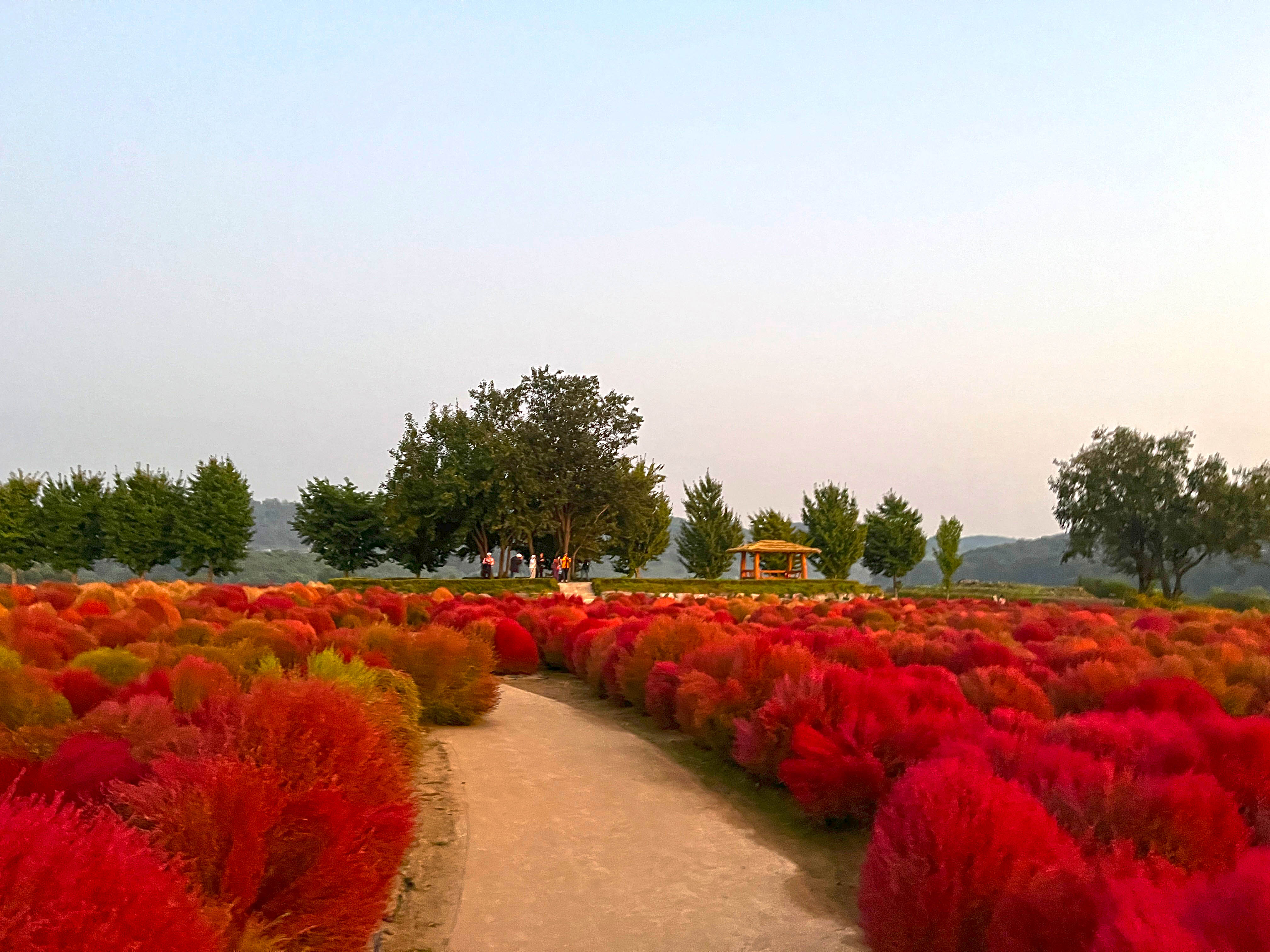 연천 임진강 댑싸리 공원