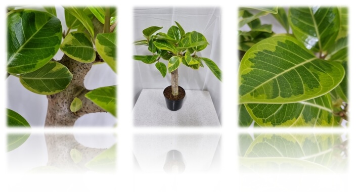 다양한 뱅갈고무나무