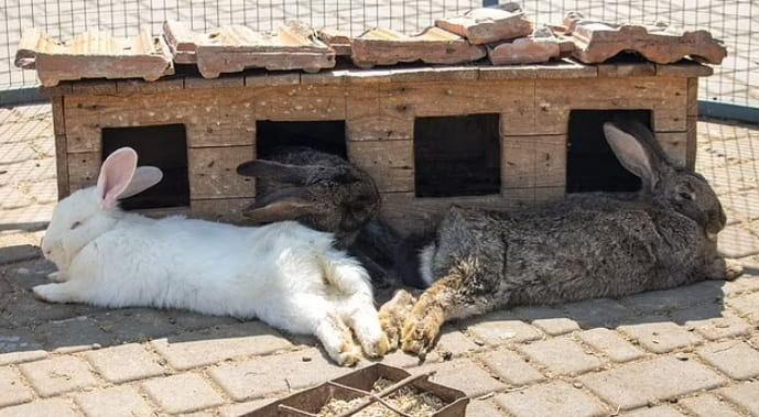 폭염 동안 애완동물 시원하게 유지 방법