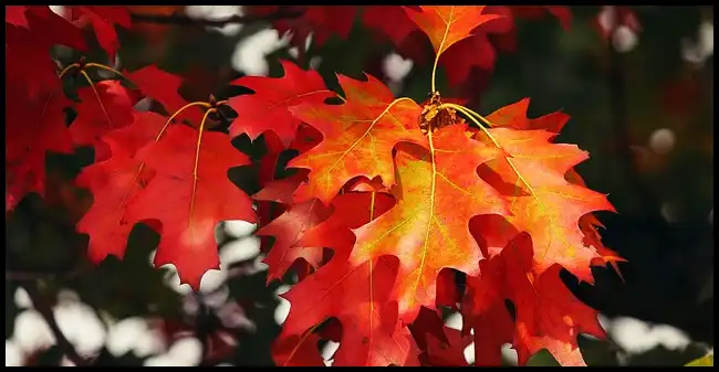 내장산 케이블카 예약방법, 요금, 주차장 정보 (+ 산행코스 )