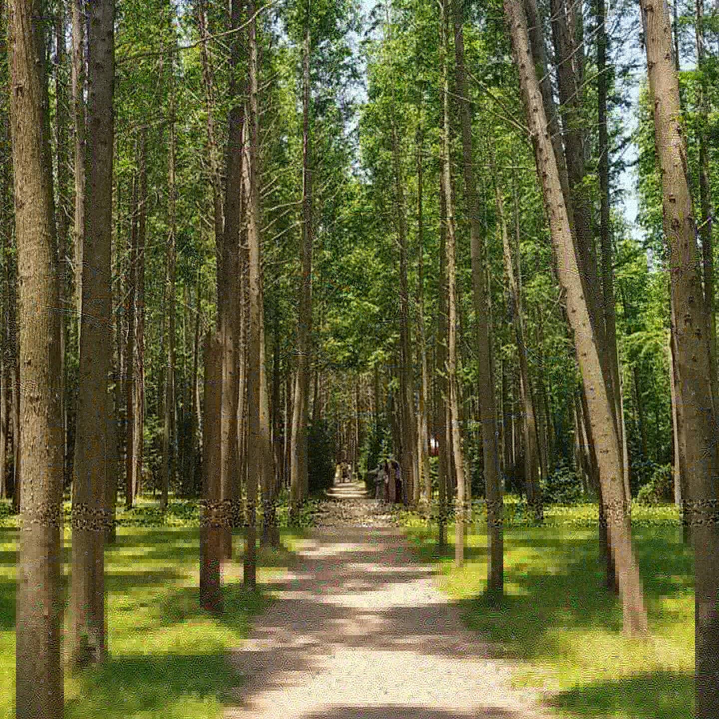 영덕 메타세쿼이어숲