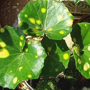 머위 효능과 부작용 고르는법 먹는법 칼로리