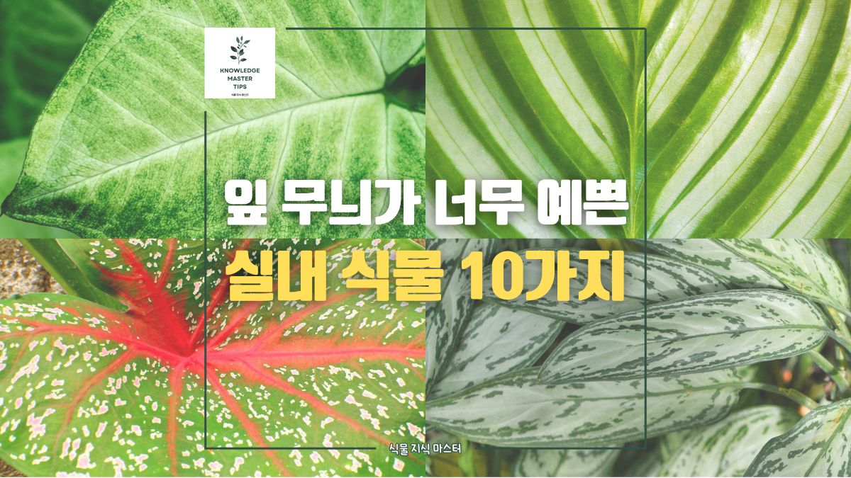 잎 무늬가 예쁜 실내 식물 10가지