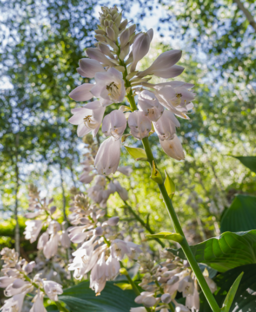 화담숲 예약하기
