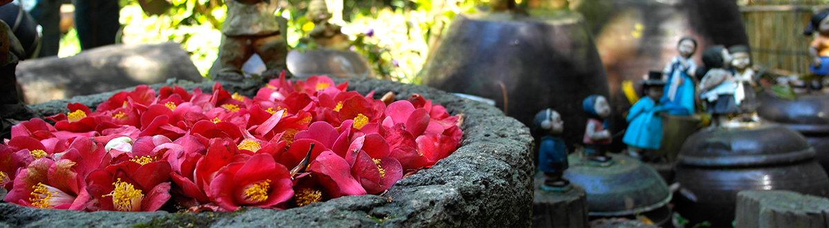 동백꽃 명소 동백나무 숲 명소 TOP 10