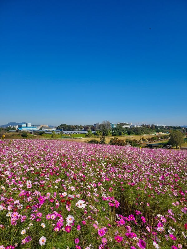 알록달록한-코스모스