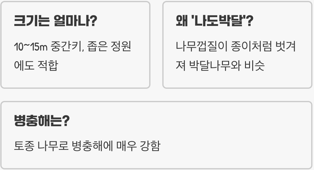 복자기나무 묘목 심는 시기&amp;#44; 봄과 가을 중 언제가 좋을까?