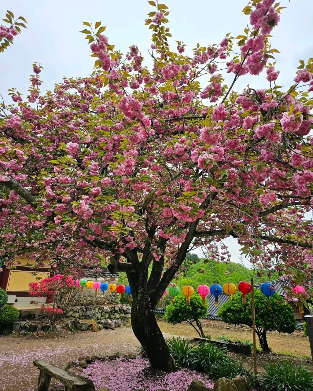 [4월 봄꽃 여행]순천 선암사❘진달래, 겹벚꽃, 홍매화, 개화시기