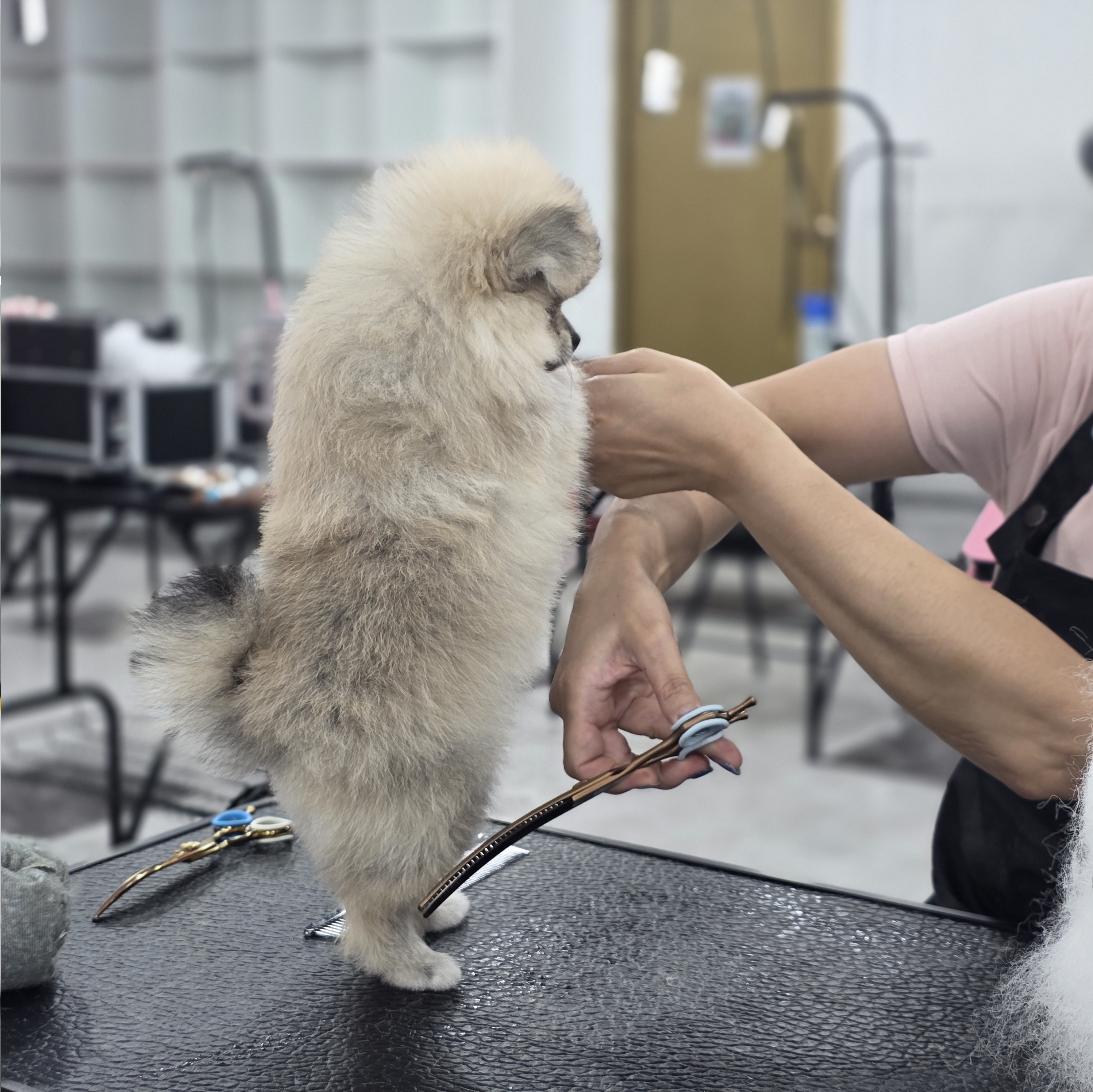 애견미용자격증