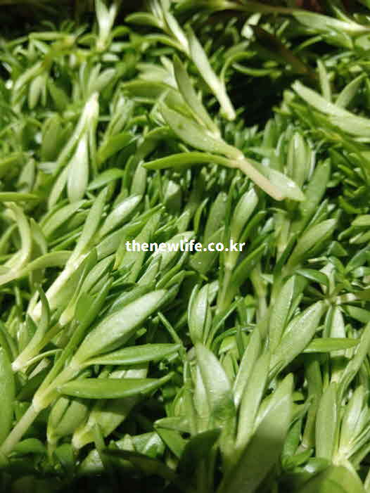 돌나물 효능 뼈 건강 칼슘