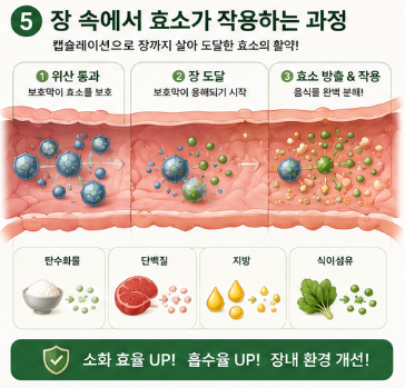 캡슐레이션효소-뜻-내돈내산-변비-효과-성분-복용법