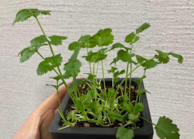 집에서 고수 키우기