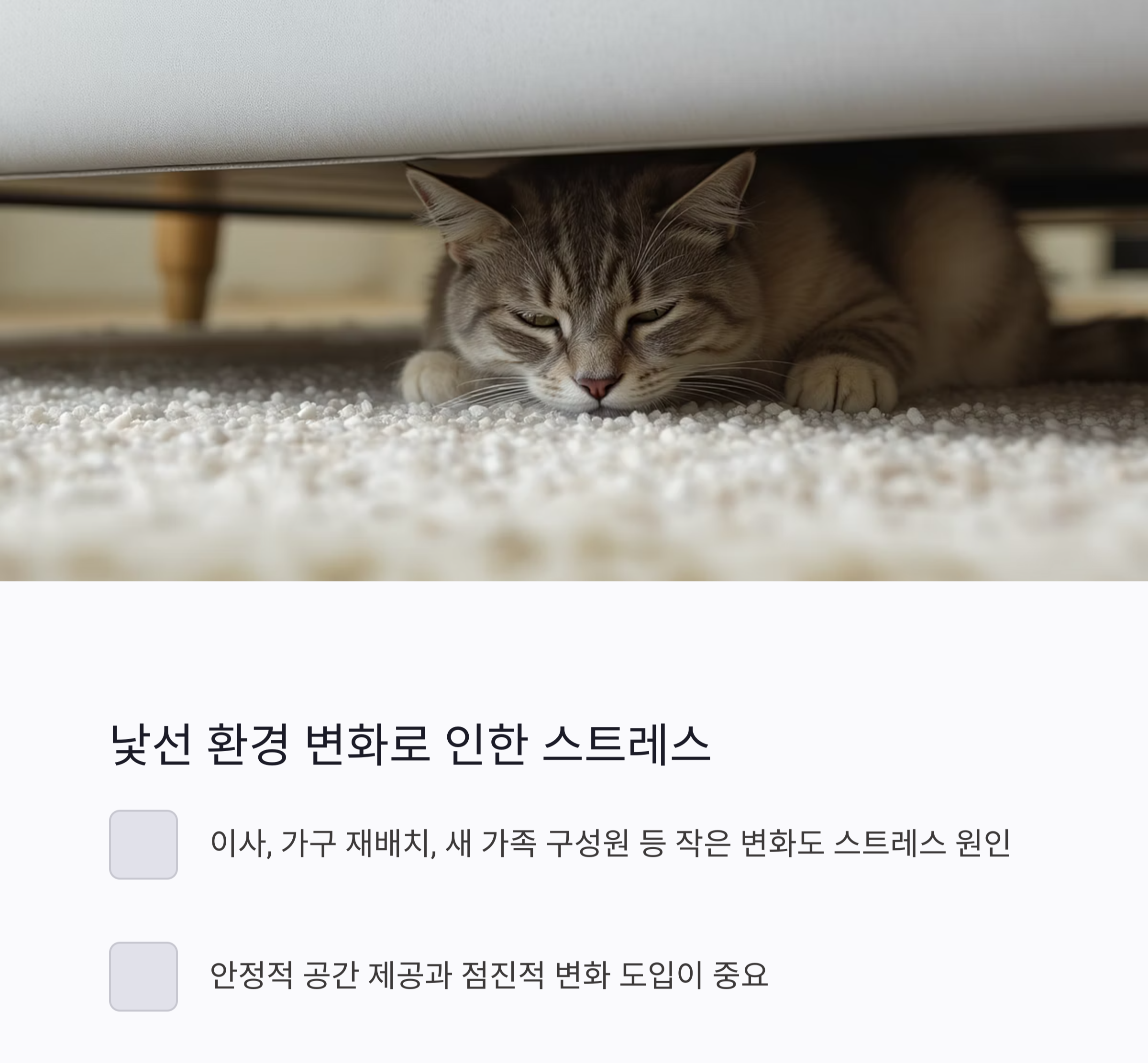 고양이의 화장실 문제, 원인부터 해결까지 한 번에 정리