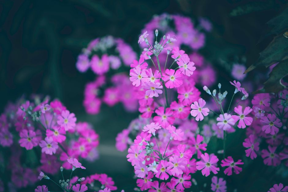High angle of magnificent small vivid pink Japanese primroses blooming in green garden
