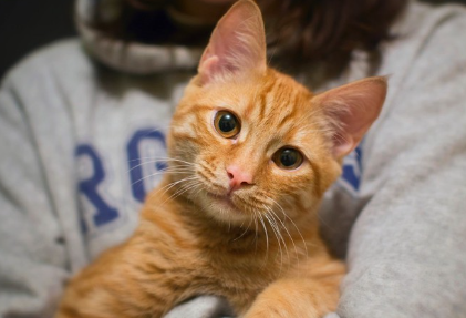 안기는 고양이.