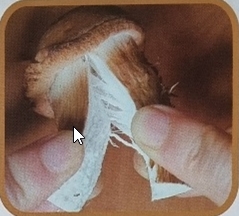 참송이버섯 찢기