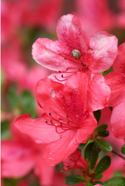 철쭉 축제 1박2일 여행코스