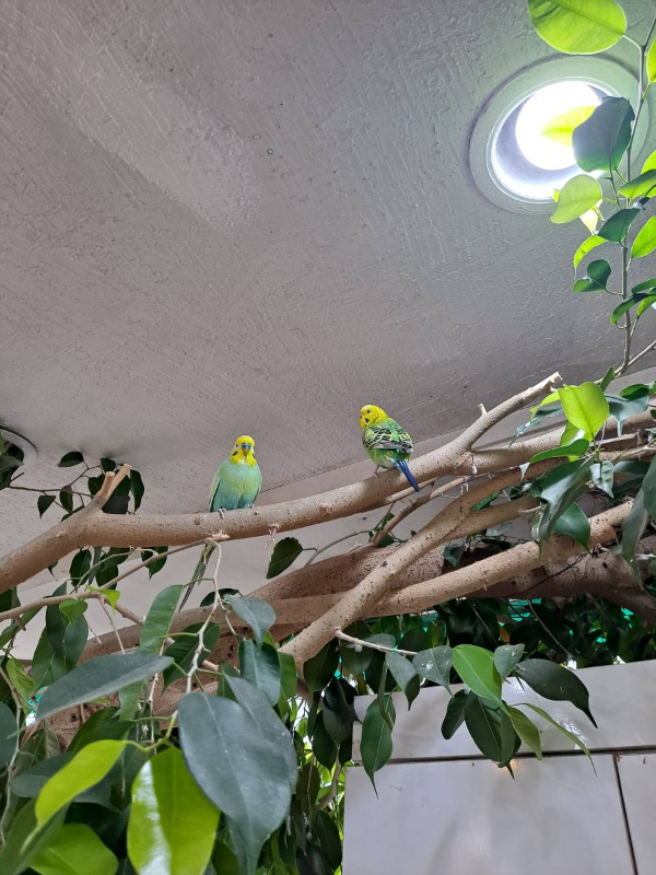 노랑머리 미용실 새 두마리