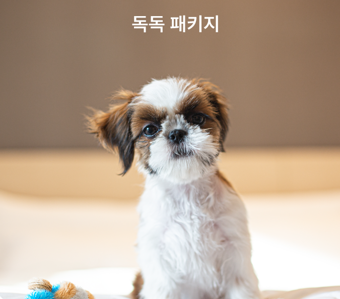 펫캉스 가능한 호텔 BEST 5