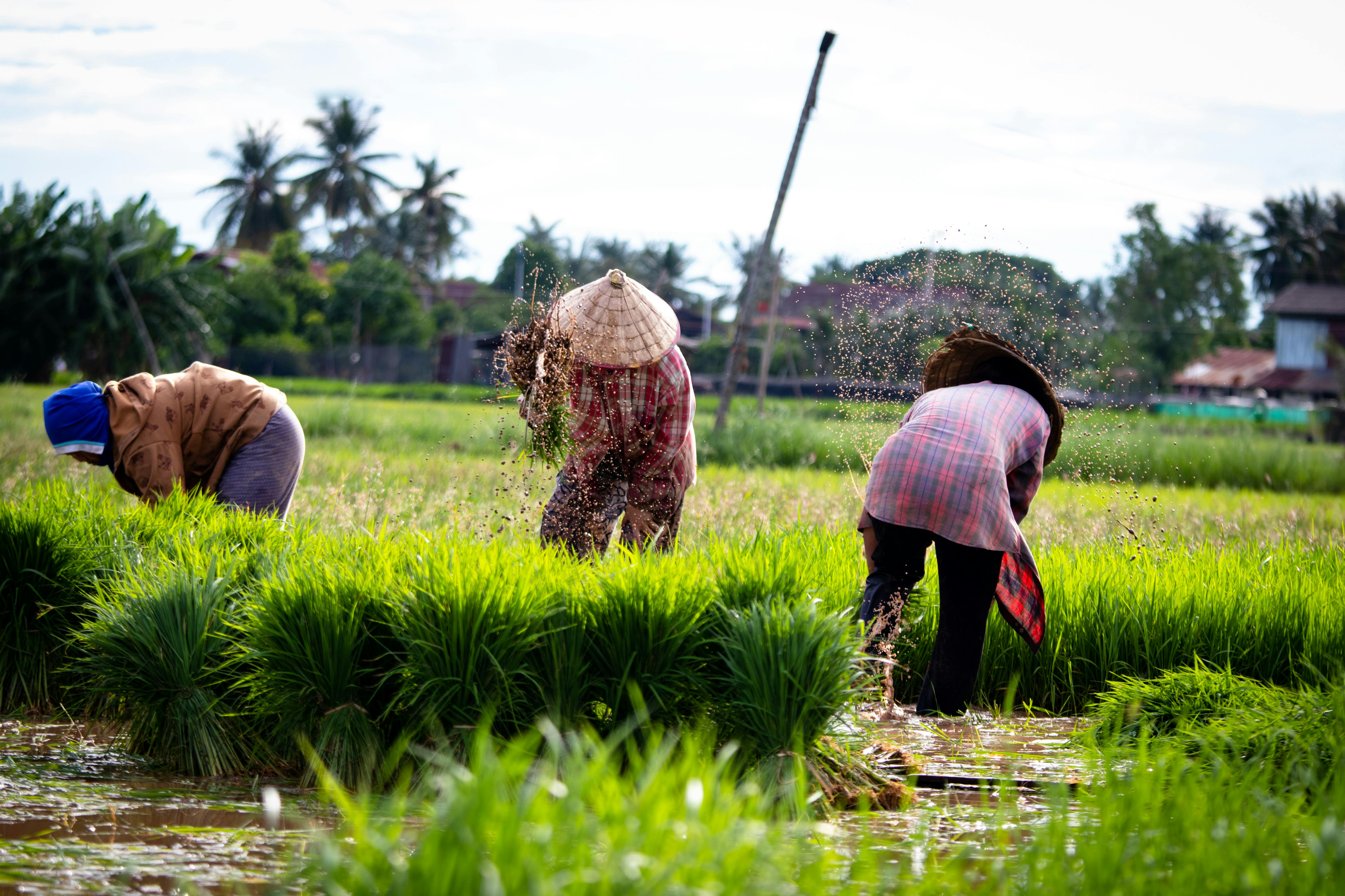 공익직불금 신청자격 및 공익직물제 신청방법, 의무교육