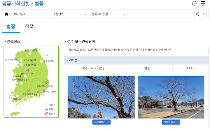 기상청-봄꽃개화현황-벚꽃-메뉴에서-각-지역-클릭-시-사진을-조회할-수-있습니다.