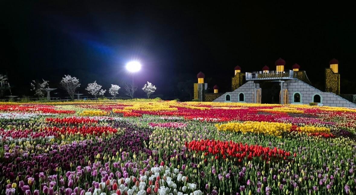 태안 튤립축제 기간