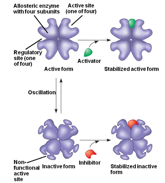 다른자리 입체성 조절_allosteric regulation