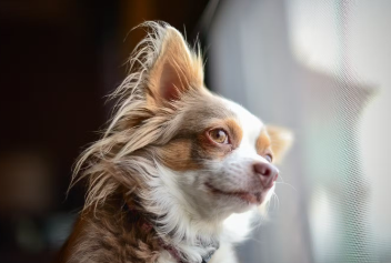 개의 피부에 상재하는 세균이 비정상 번식하는 '농포증'.