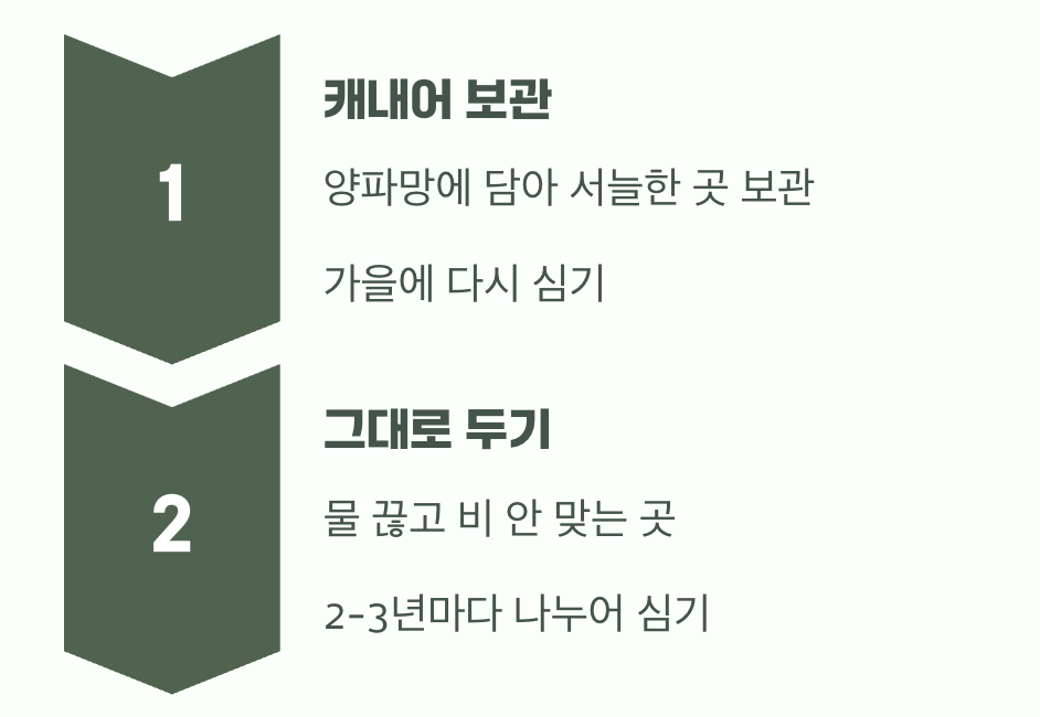 내년을 위한 약속, 구근 보관하기 (캐내기 vs 그냥 두기)