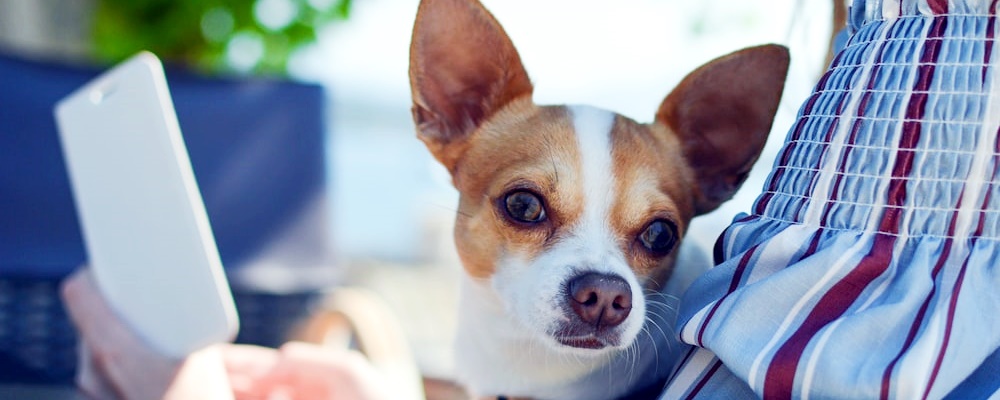 강아지 우울증 증상 8