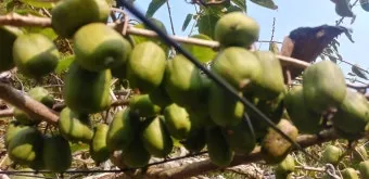 다래 재배 수분수 배치 덩굴 유인 겨울 보호_7