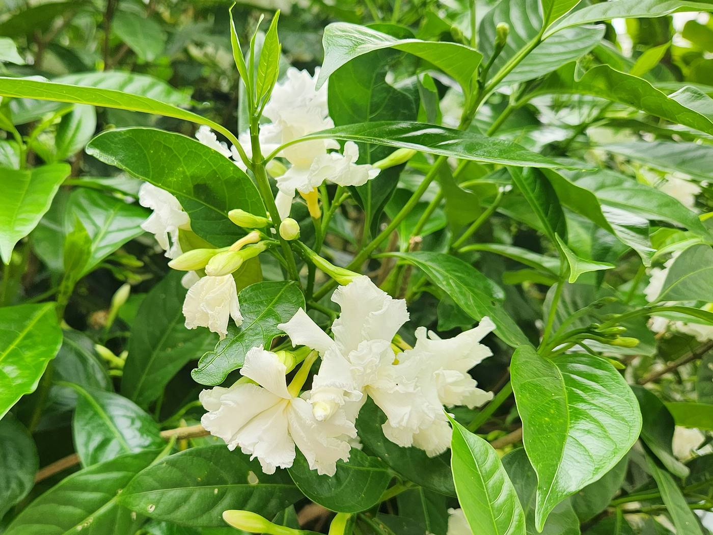 크레이프자스민(따가라)