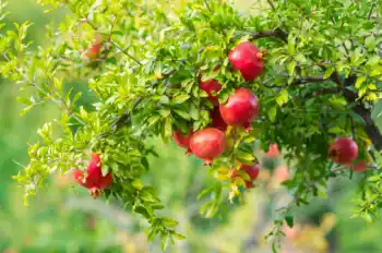 석류 가격 및 효능, 영양성분과 부작용