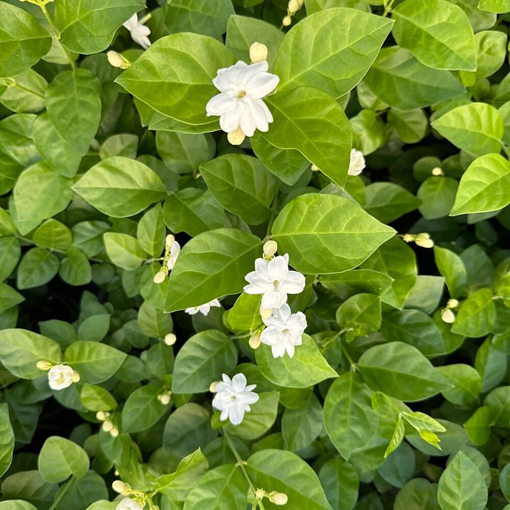 아라비안 자스민 키우기