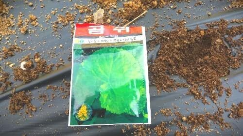 곰취-재배-종자-씨앗-파종시기-심는시기