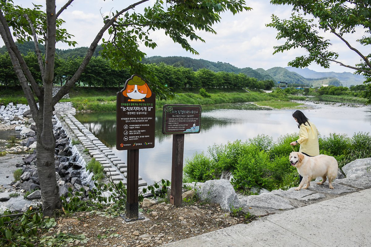 숙소 근처에서 강아지가 산책하는 모습
