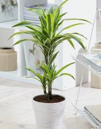 욕실 식물 추천 습도사랑 종류 물주기 환기요령 곰팡이 예방 팁_3