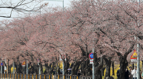 여의도벚꽃축제