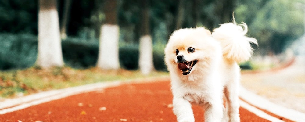 강아지 낙상사고 7