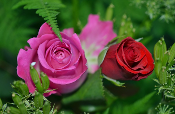 부천 장미 개화 시기 1