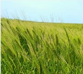 가파도 청보리 축제(2025) 배 시간표 & 주차 완벽가이드 관련 사진