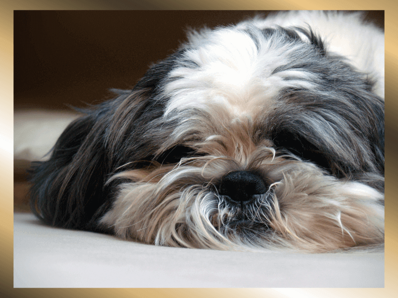 정면을-보고-엎드려-있는-시추-강아지