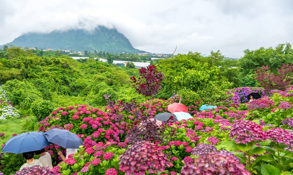제주 마노르블랑 수국축제