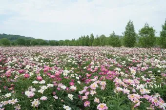 핫들생태공원 합천 산청 진달래축제_24