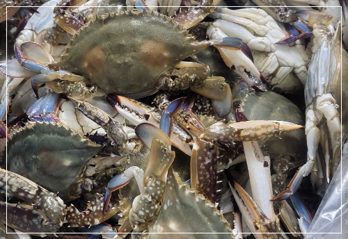 꽃게 부작용 및 주의사항 