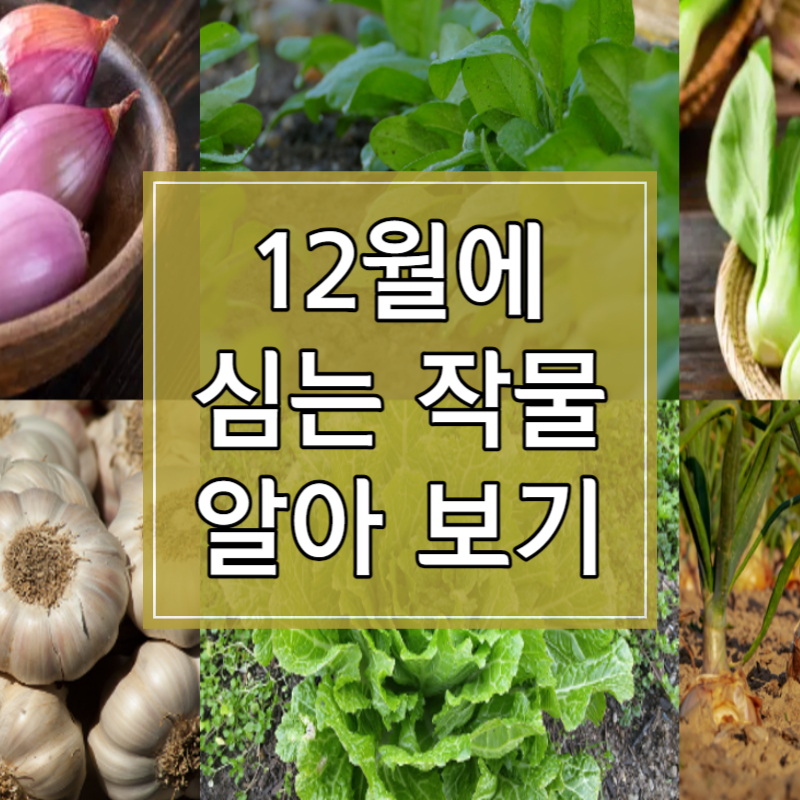 12월에 심는 작물 알아보기 썸네일